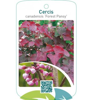 Cercis canadensis ‘Forest Pansy’