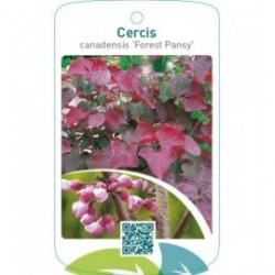 Cercis canadensis ‘Forest Pansy’