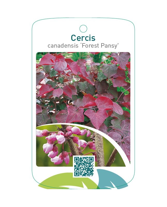 Cercis canadensis ‘Forest Pansy’