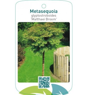 Metasequoia glyptostroboides ‘Matthaei Broom’