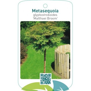 Metasequoia glyptostroboides ‘Matthaei Broom’
