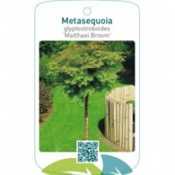 Metasequoia glyptostroboides ‘Matthaei Broom’