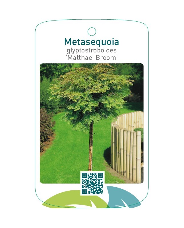 Metasequoia glyptostroboides ‘Matthaei Broom’