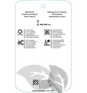 Etichette di Metasequoia glyptostroboidis ‘Matthaei Broom’ *