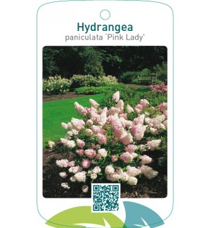 Hydrangea paniculata ‘Pink Lady’