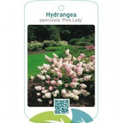 Hydrangea paniculata ‘Pink Lady’