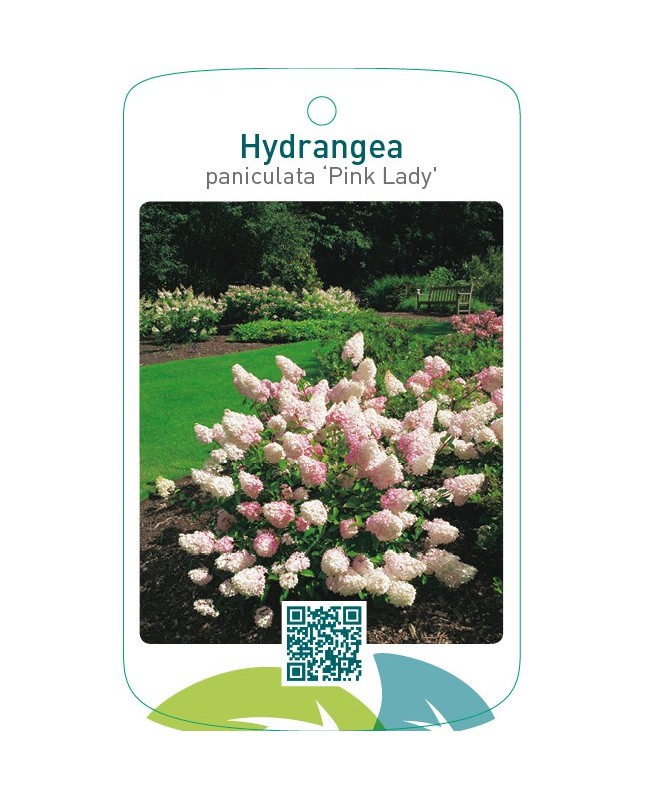 Hydrangea paniculata ‘Pink Lady’