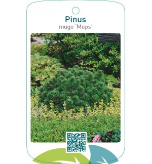 Pinus mugo ‘Mops’