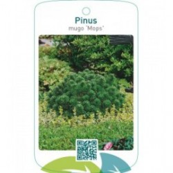 Pinus mugo ‘Mops’