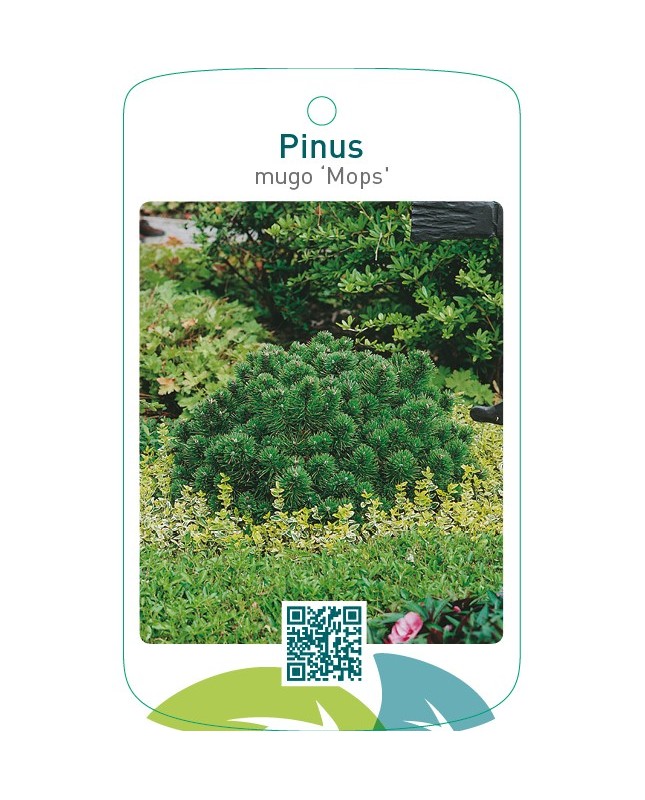 Pinus mugo ‘Mops’