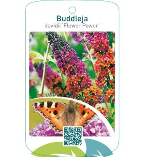 Buddleja davidii ‘Flower Power’ ® beschermd