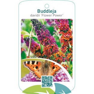 Buddleja davidii ‘Flower Power’ ® beschermd