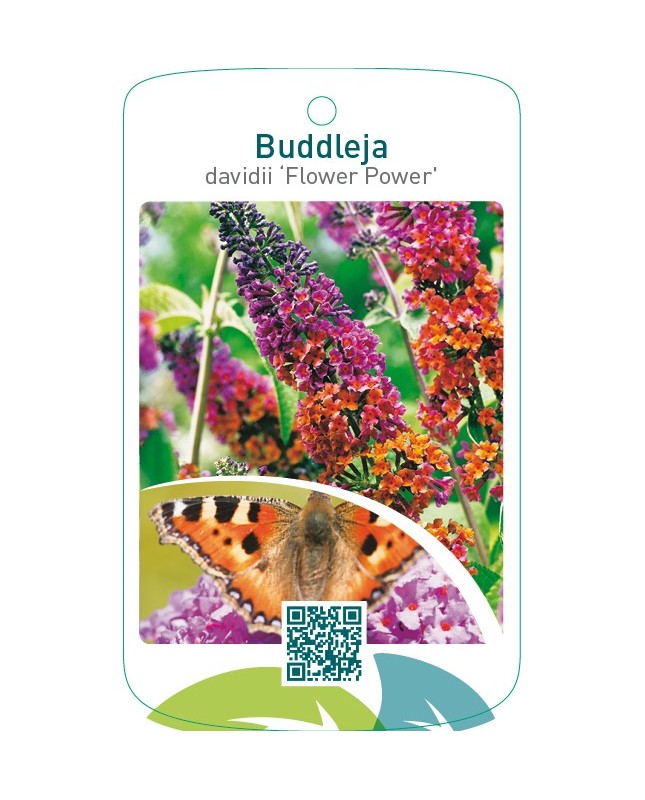 Buddleja davidii ‘Flower Power’ ® beschermd