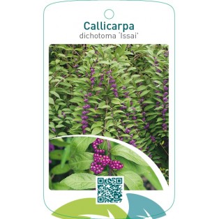 Callicarpa dichotoma ‘Issai’