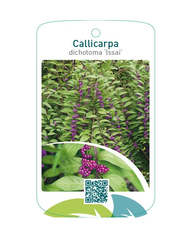 Callicarpa dichotoma ‘Issai’