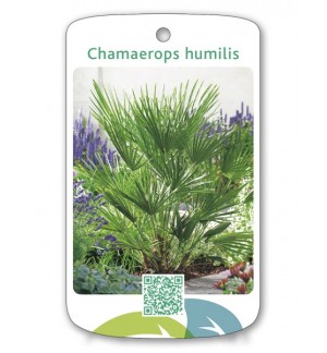 Chamaerops humillis
