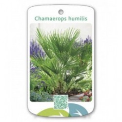 Chamaerops humillis
