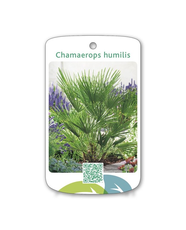 Chamaerops humillis