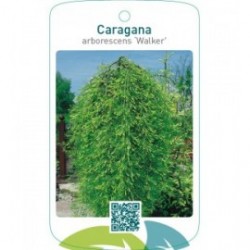 Caragana arborescens ‘Walker’