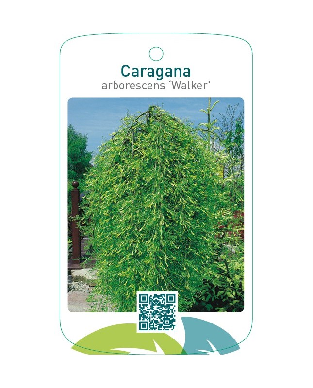Caragana arborescens ‘Walker’