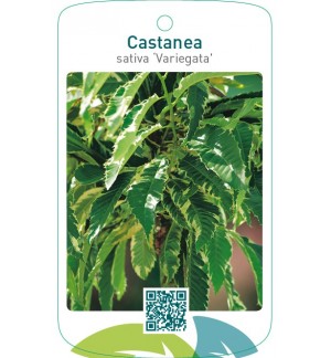 Castanea sativa ‘Variegata’