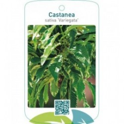 Castanea sativa ‘Variegata’