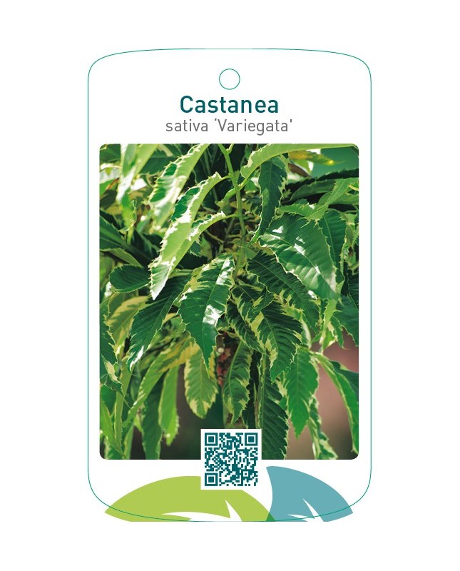Castanea sativa ‘Variegata’
