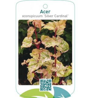 Acer conspicuum ‘Silver Cardinal’