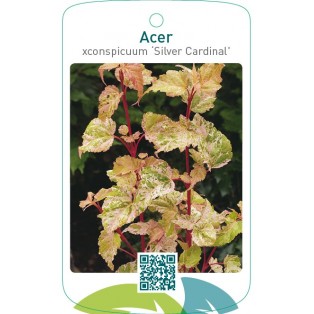 Acer conspicuum ‘Silver Cardinal’