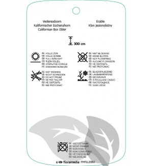 Etichette di Acer conspicuum ‘Silver Cardinal’ *