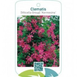 Clematis [Viticella Group] ‘Kermesina’