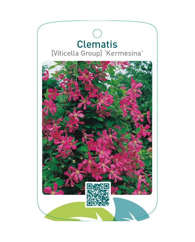 Clematis [Viticella Group] ‘Kermesina’