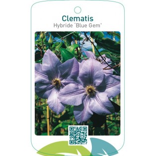 Clematis Hybride ‘Blue Gem’
