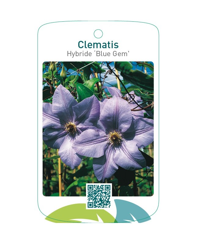 Clematis Hybride ‘Blue Gem’