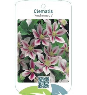 Clematis ‘Andromeda’
