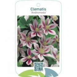 Clematis ‘Andromeda’