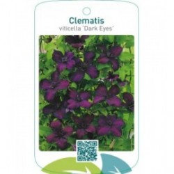 Clematis viticella ‘Dark Eyes’