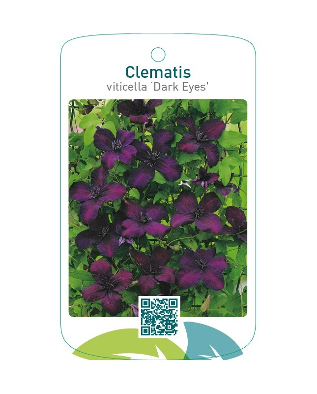 Clematis viticella ‘Dark Eyes’