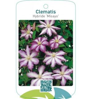Clematis Hybride ‘Misayo’