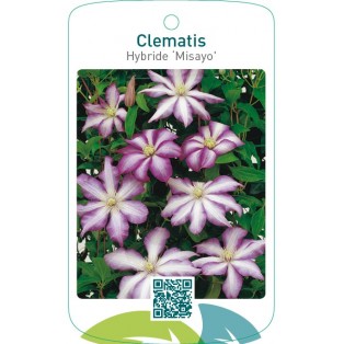 Clematis Hybride ‘Misayo’
