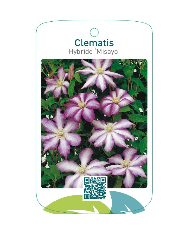 Clematis Hybride ‘Misayo’