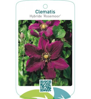 Clematis Hybride ‘Rosemoor’
