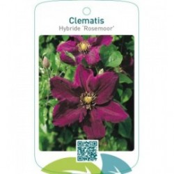 Clematis Hybride ‘Rosemoor’