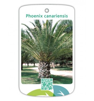 Phoenix canariensis