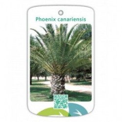 Phoenix canariensis