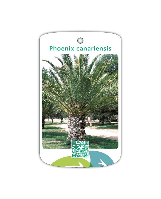 Phoenix canariensis