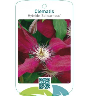 Clematis Hybride ‘Solidarnosc’