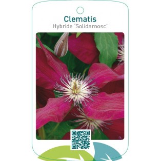 Clematis Hybride ‘Solidarnosc’