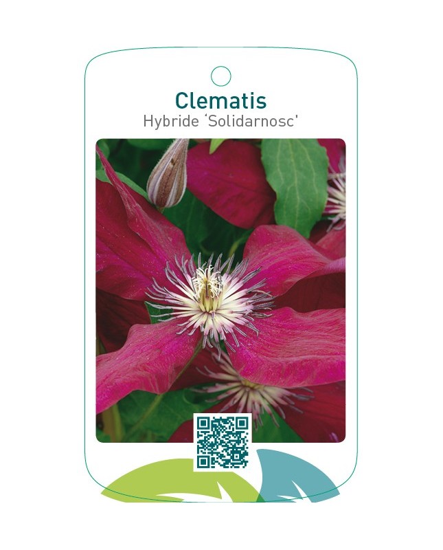 Clematis Hybride ‘Solidarnosc’