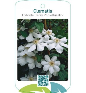 Clematis Hybride ‘Jerzy Popielluszko’